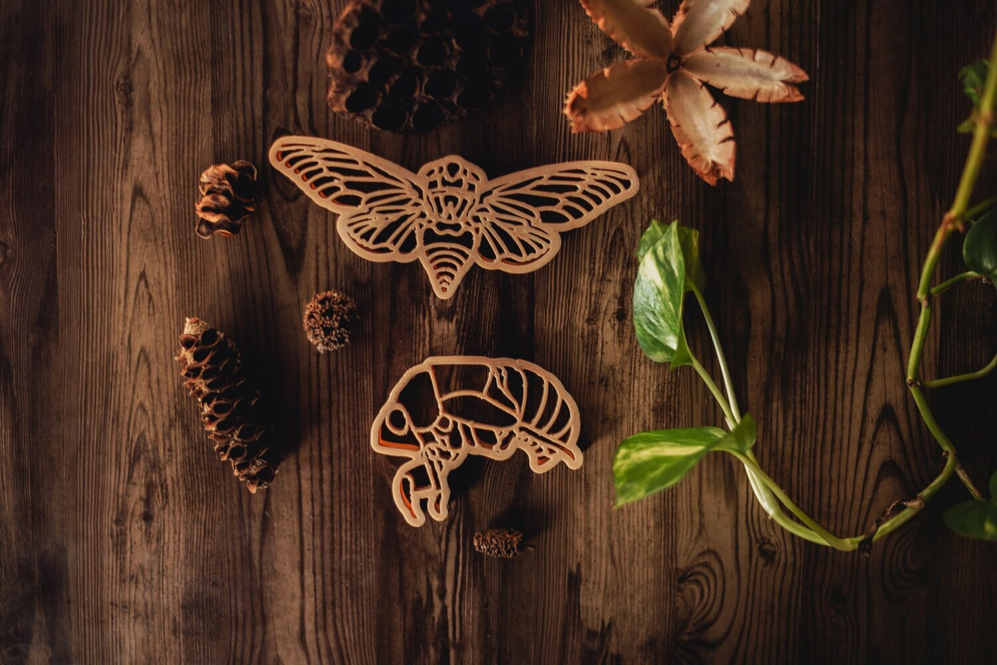 Cicada and shell eco cutter set
